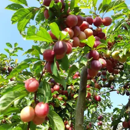 Finca La Sierra Castrillon